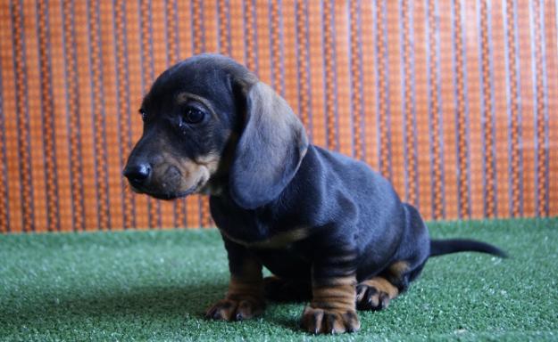 Teckel Miniatura cachorritos de gran calidad