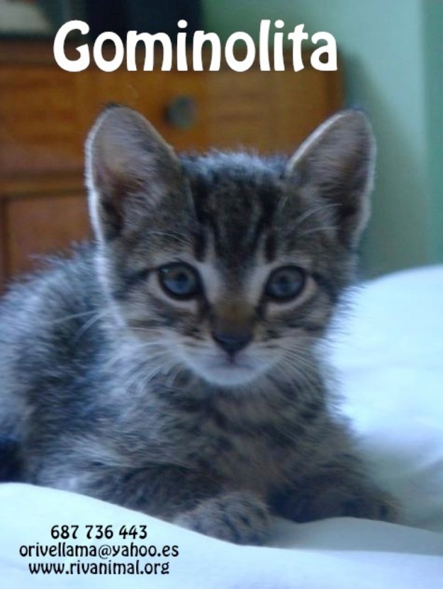 Gominolita, una bebé de gato dulce como su nombre