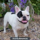 bulldog francés de forma gratuita/ Valencia - mejor precio | unprecio.es