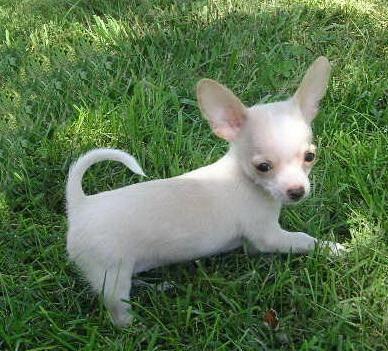 * fabuloso cachorrito de chihuahua miniatura*