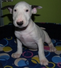 ¡Bullterrier, impresionantes cachorros! - mejor precio | unprecio.es