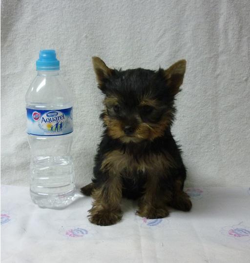 Cachorritos de Yorkshire muy bonitos