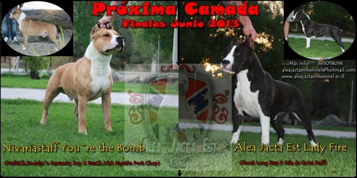 Excelente camada american stafforshire terrier