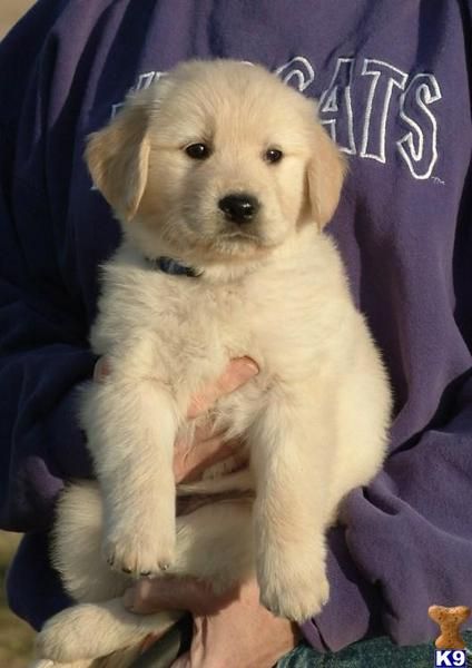 Golden retriever cachorros