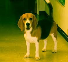 Precioso macho de Beagle para montas