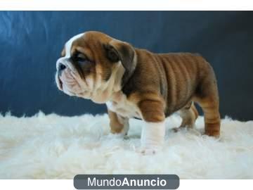 Regalo Camada de Bulldog Ingles