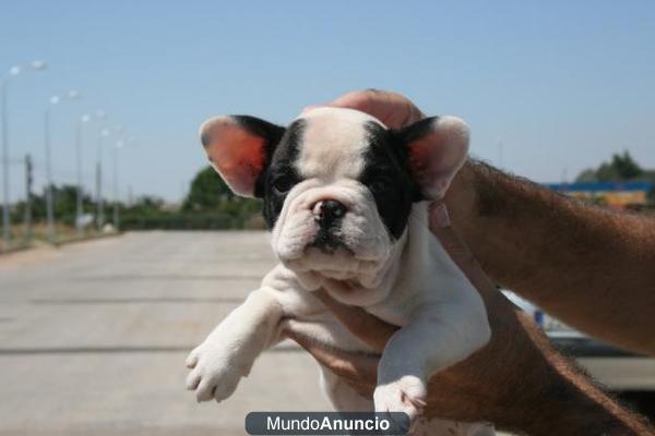 Camadita de bulldog francés de gran calidad