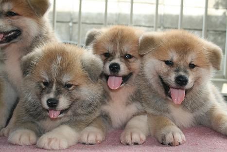 akita inu cria y seleccion