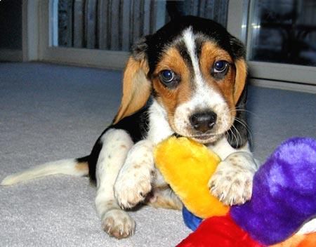 BEAGLE CACHORROS