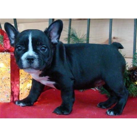 Bulldog Frances con pedigri rsce (loe) 140