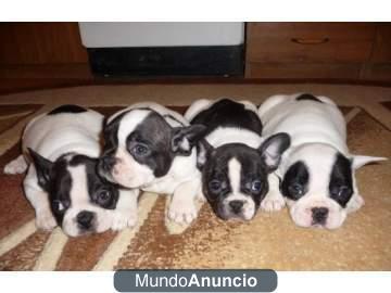 Espectaculares cachorros de bulldog fran