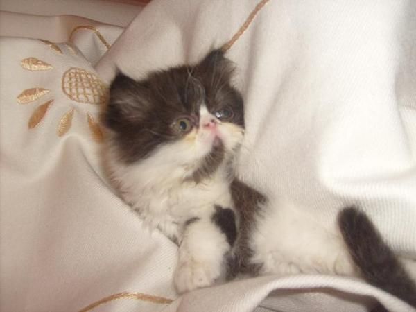 gatito persa bicolor con 2 meses de edad..