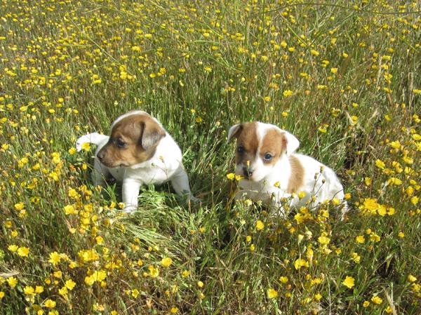 Jacks Russels cachorros con pedigri blancos y naranjas