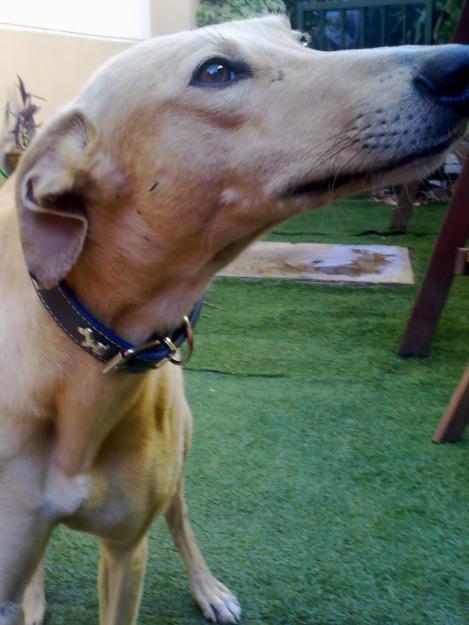 maravilloso galgo en adopcion