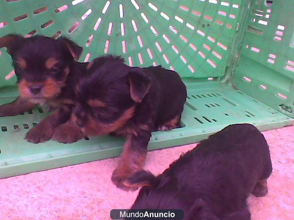 vendo cachorritos yorkshire 200 E cadiz