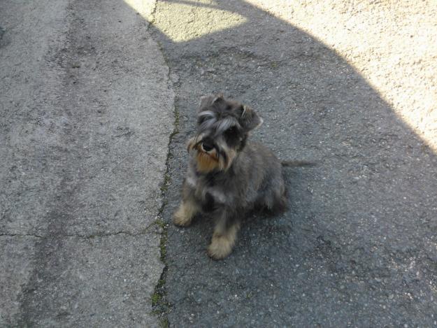 Schnauzer miniatura de 1 año s/p