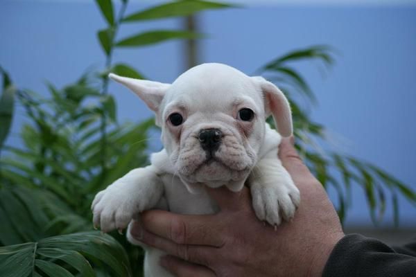 BULLDOG FRANCES CACHORROS DE CALIDAD,MUY BUEN PRECIO