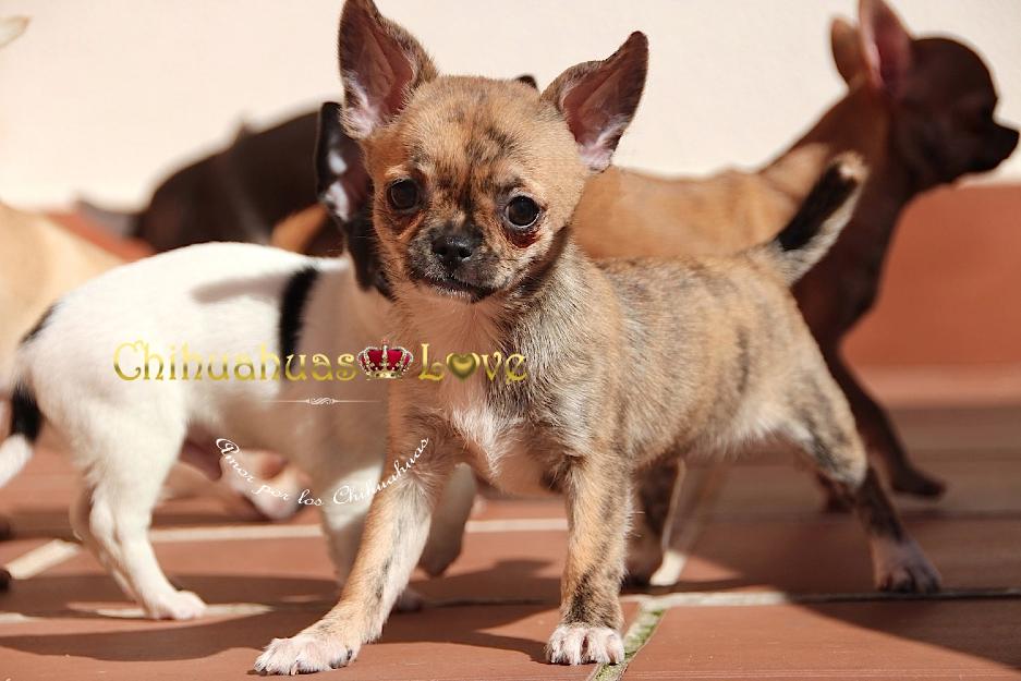 Cachorros Chihuahua en Venta