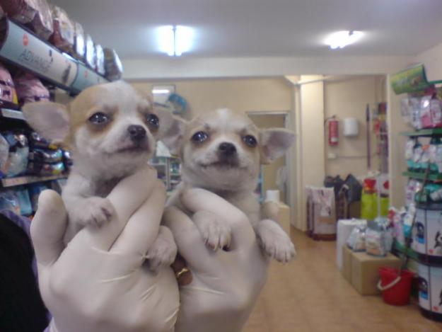 CACHORROS DE CHIHUAHUA, PRECIOSOS 650 EUROS