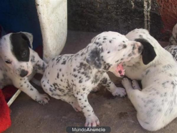 Dalmatas con dos meses listos y jugetones