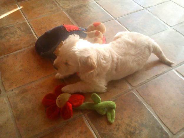 Hermosos cachorros de golden retrevier