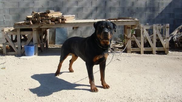 oferta vendo cachorros de rottweiler