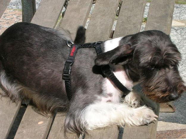 SE REGALA PERRITA PEQUEÑA POR NO PODER ATENDER