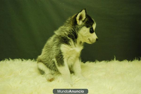 siberian husky, tenemos 3 machos y 3 hembras