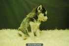 siberian husky, tenemos 3 machos y 3 hembras - mejor precio | unprecio.es