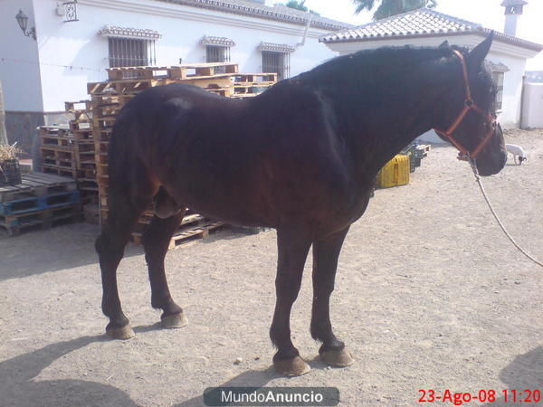 vendo percheron malaga