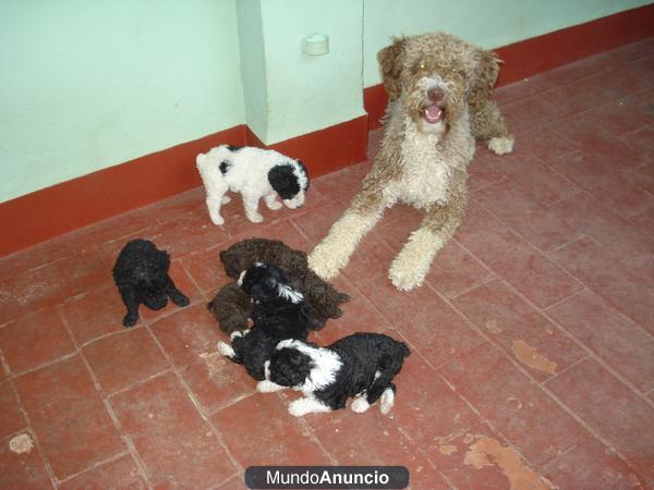 perro de agua español