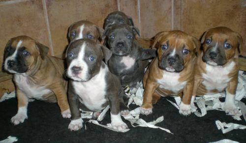 Cachorros American Staffordshire azul , marrones