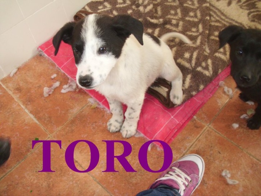 doy en adopcion cachorros de perdiguero