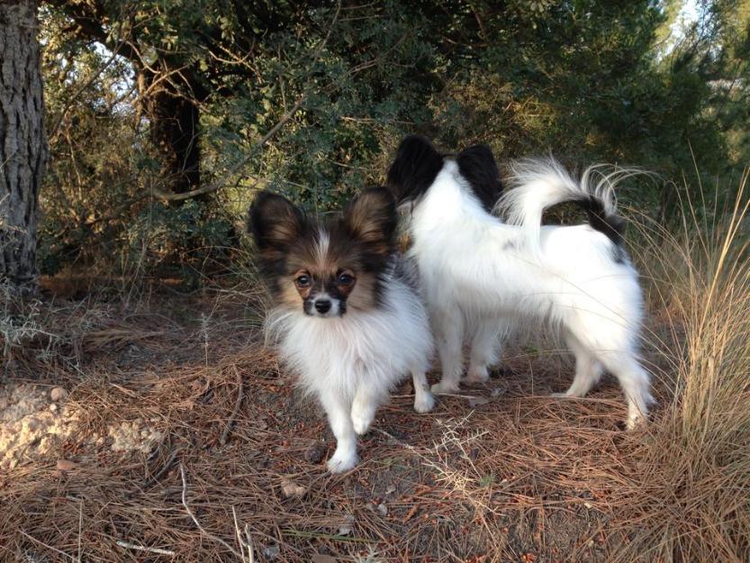 Hembra de Papillon de 5 meses