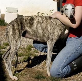 Preciosa Galga en adopcion