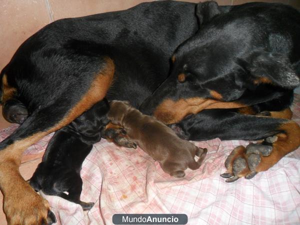 VENDO DOBERMANS ALEMANES