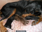 VENDO DOBERMANS ALEMANES - mejor precio | unprecio.es