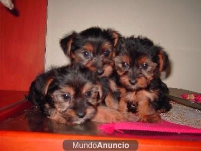 a la venta cachorros de yorkshire terrier con 2 meses por 400E