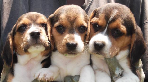 BEAGLE CAMADA FABULOSA EN GIRONA CRIADORES PROFESIONALES