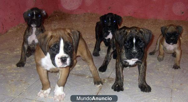 Boxers, impresionantes cahorros. Variedad de colores