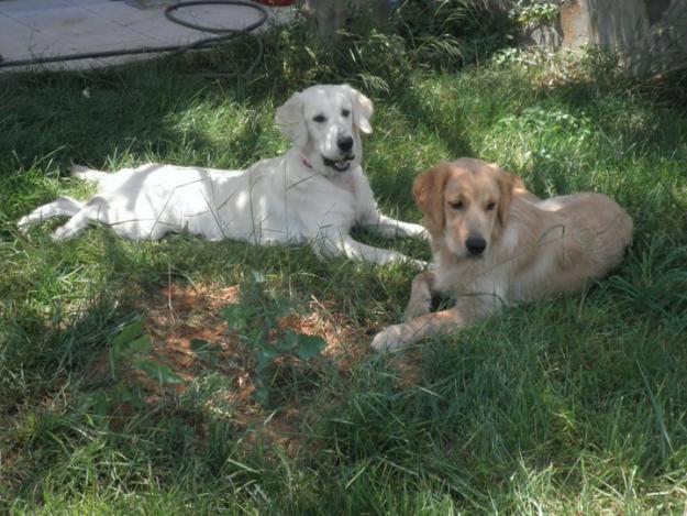 Cachorros Golden retriever