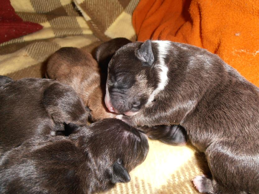 Cachorros Miniatura Bullterrier con Pedigree