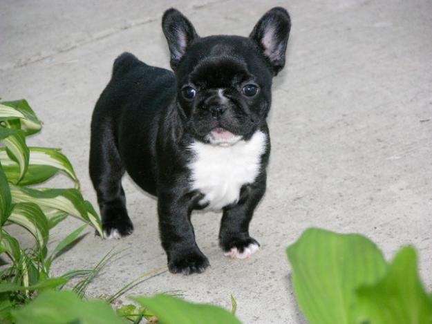 Excelentes cachorros de Bulldog Frances