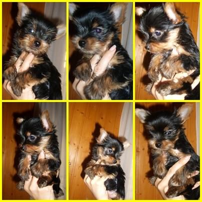 hembrita de yorkshire terrier x 450