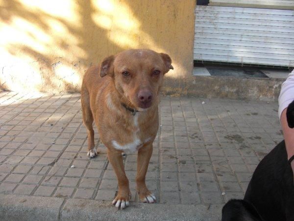 Juan, perrito de tamaño pequeño, 2 años, Cádiz (Kimba)