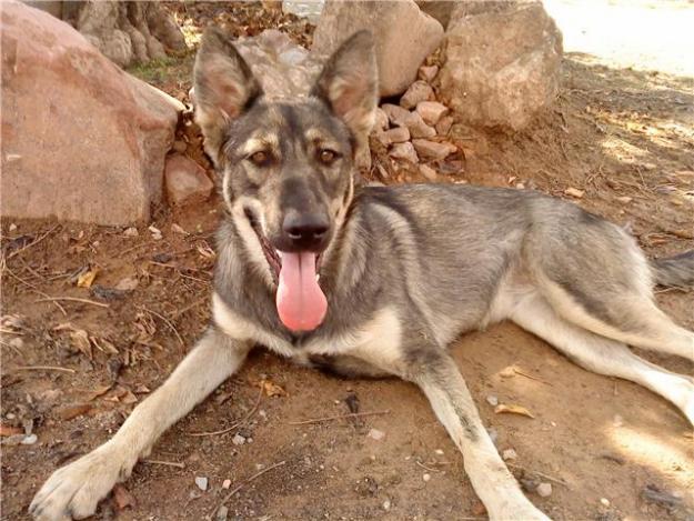 LUNA PERRITA DE UN AÑO CRUCE PASTOR ALEMAN