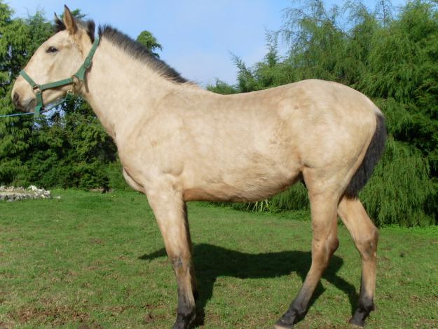 potro bayo lusitano