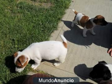 Regalo Camada de JAck Russell