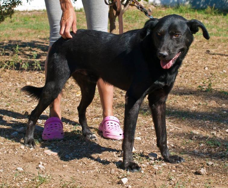 alan, precioso labrador en adopción!!!!