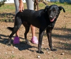 alan, precioso labrador en adopción!!!! - mejor precio | unprecio.es